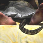 snak