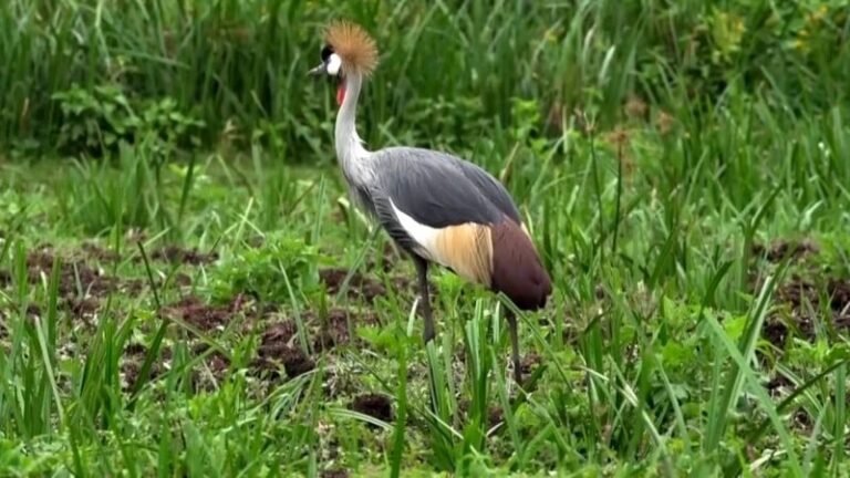 umusambi
